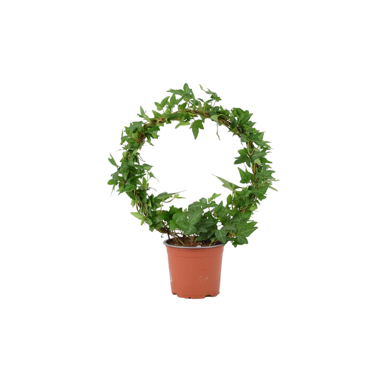 Hedera (Ivy) Hoop in 12cm