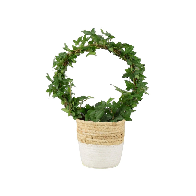 Hedera (Ivy) Hoop in 12cm