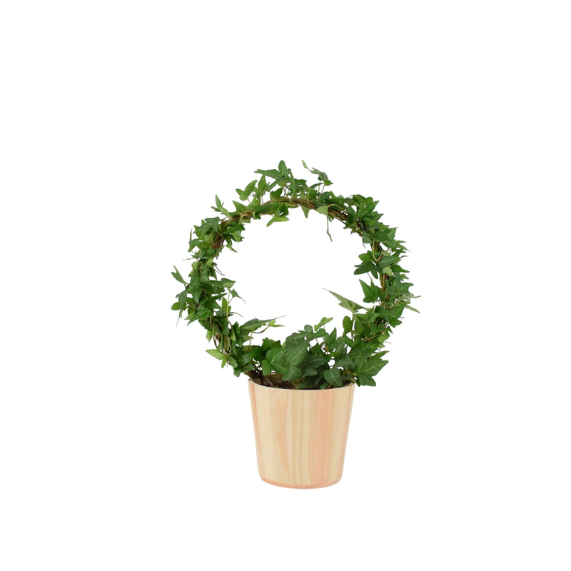 Hedera (Ivy) Hoop in 12cm