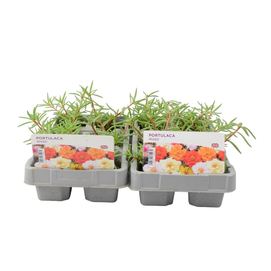 Portulaca Mixed 6 Pack x 2 (12 Plants) plants by post