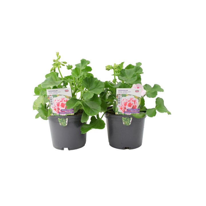 Geranium Zonal Green Leaf White Splash 1L x 2 plants by post