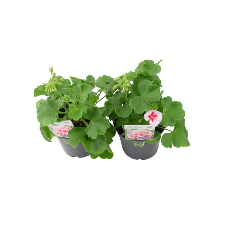 Geranium Zonal Green Leaf White Splash 1L x 2 plants by post