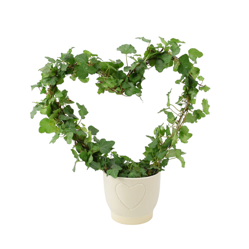 Hedera (Ivy) Heart Hoop in Cream Heart 13cm Pot