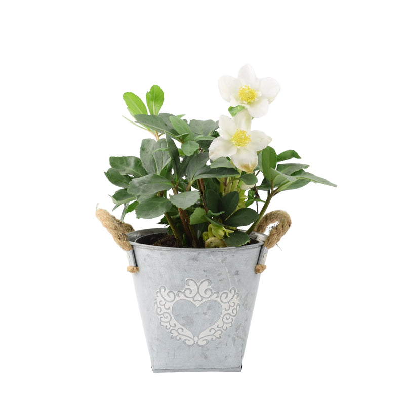 Hellebore Christmas Carol 15cm in Heart Planter