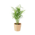 Chamaedora Elegans Parlor Palm 12cm