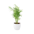 Chamaedora Elegans Parlor Palm 12cm
