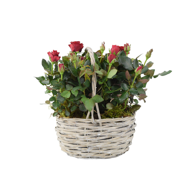 Rose Red Indoor Planted Basket