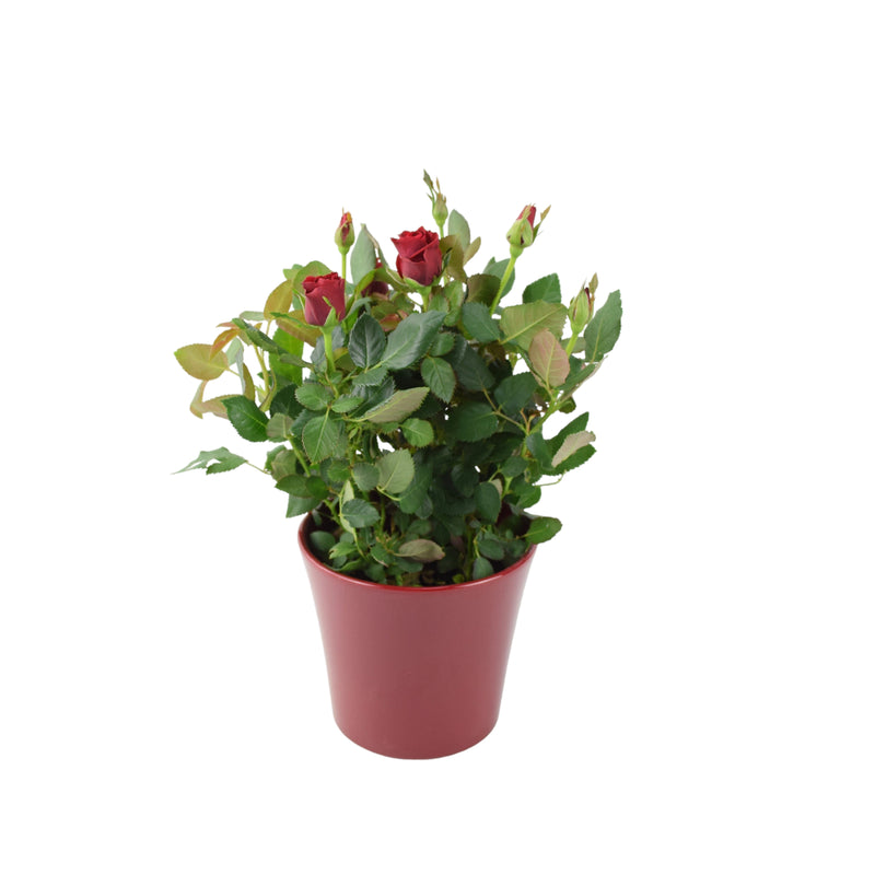 Red Rose Miniature in 12cm Pot