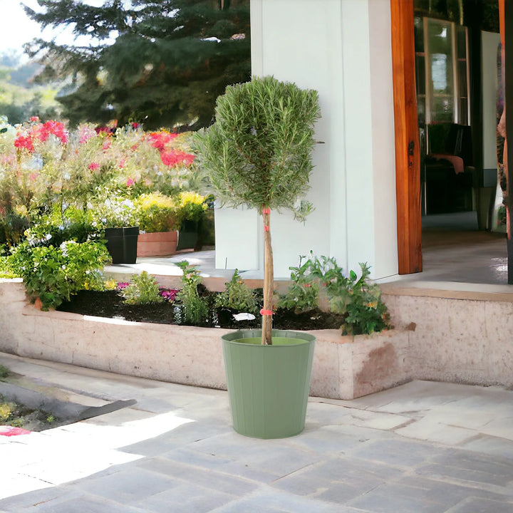 Rosemary Tree 1/4 Standard 3 Litre Pot plants by post