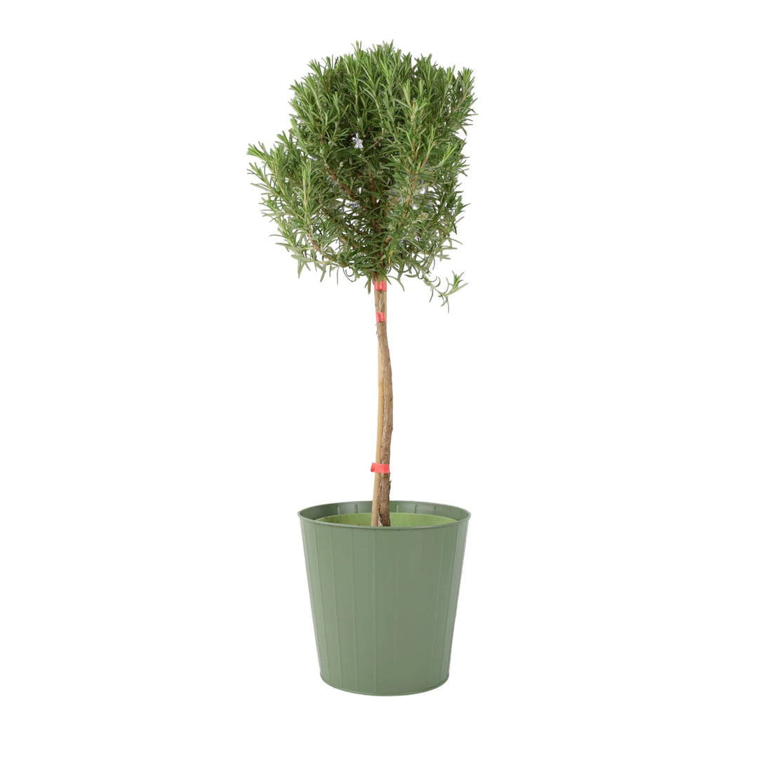 Rosemary Tree 1/4 Standard 3 Litre Pot plants by post