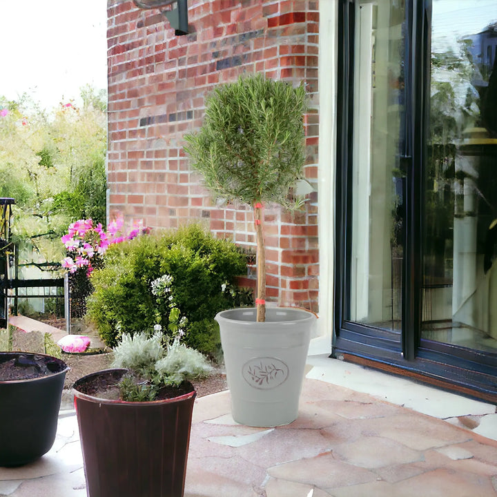 Rosemary Tree 1/4 Standard 3 Litre Pot plants by post
