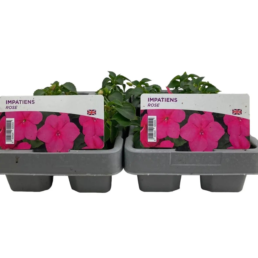 Impatiens Rose 6 Pack x 2 (12 Plants) plants by post
