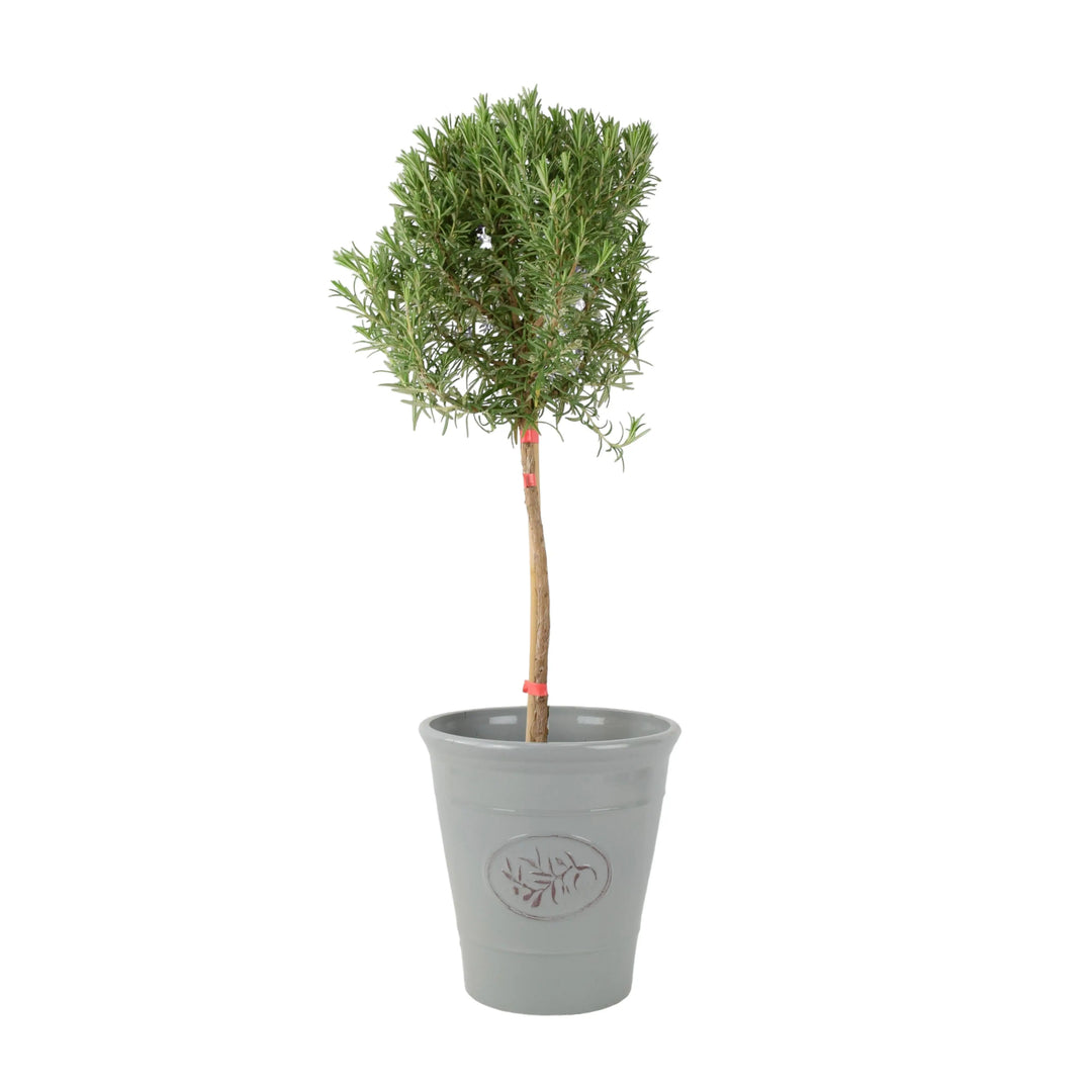 Rosemary Tree 1/4 Standard 3 Litre Pot plants by post