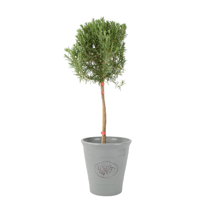 Rosemary Tree 1/4 Standard 3 Litre Pot plants by post