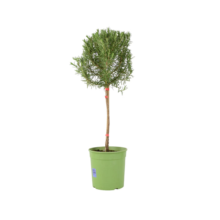 Rosemary Tree 1/4 Standard 3 Litre Pot plants by post