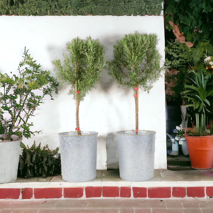 Rosemary Tree 1/4 Standard 3 Litre Pot plants by post