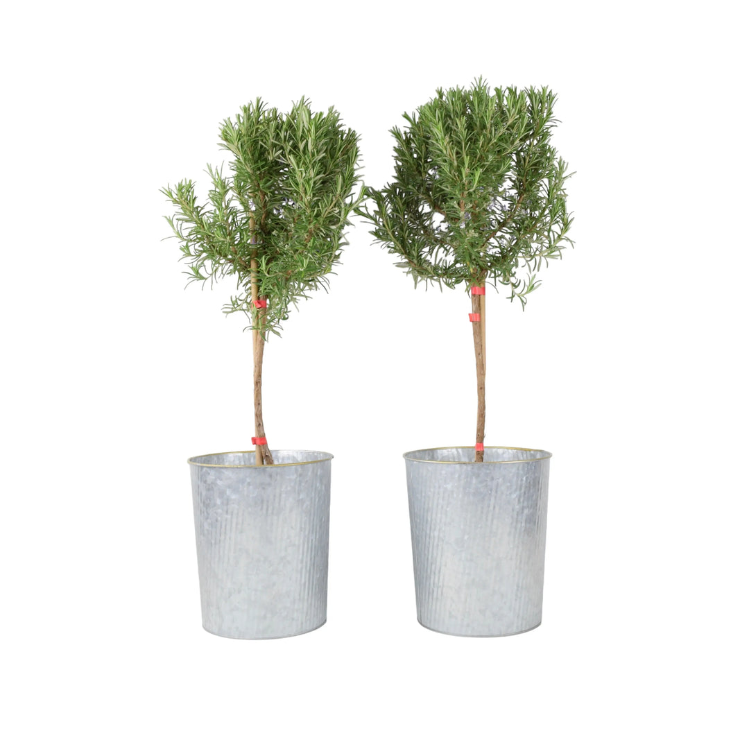 Rosemary Tree 1/4 Standard 3 Litre Pot plants by post