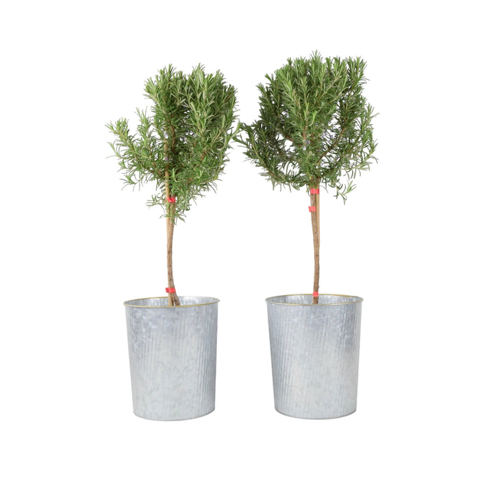 Rosemary Tree 1/4 Standard 3 Litre Pot plants by post