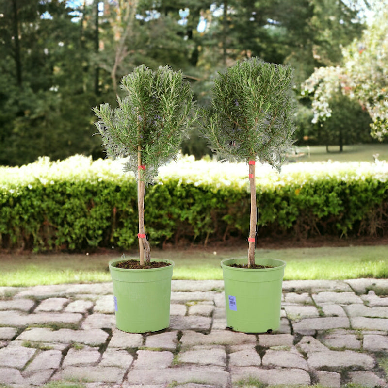 Rosemary Tree 1/4 Standard 3 Litre Pot