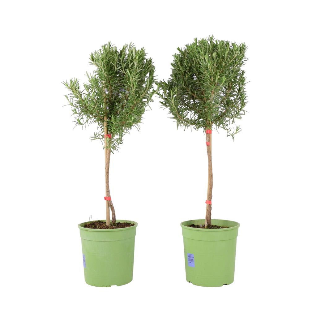 Rosemary Tree 1/4 Standard 3 Litre Pot plants by post