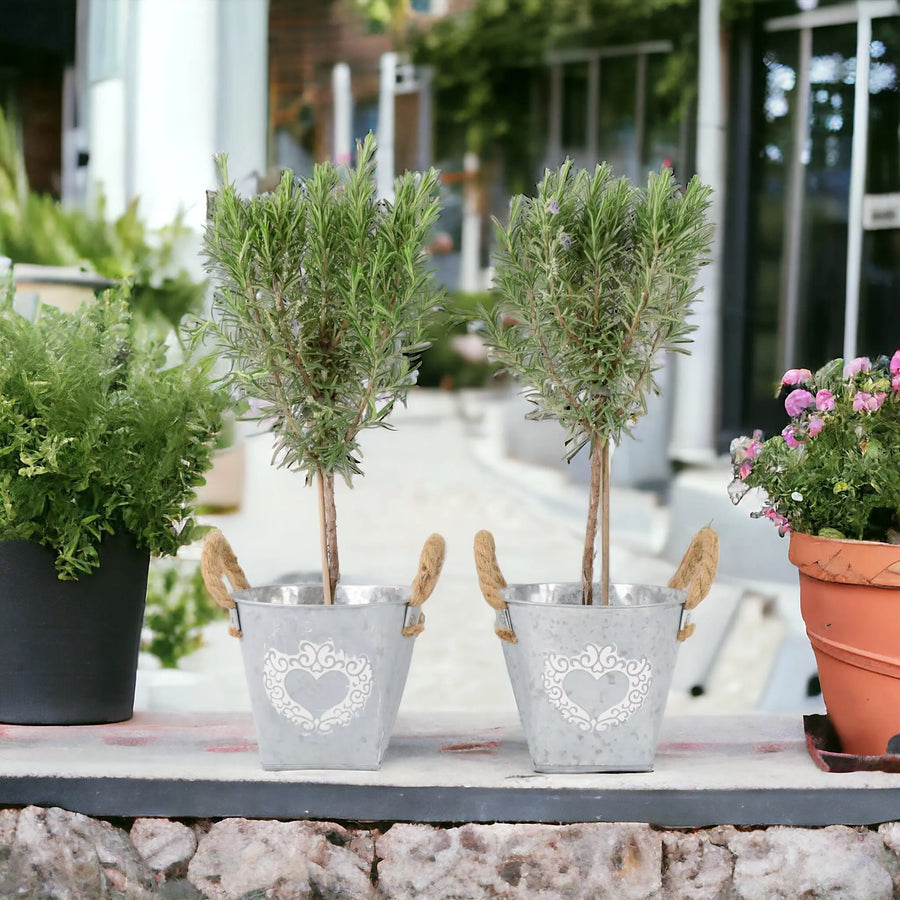 Rosemary Tree 45cm