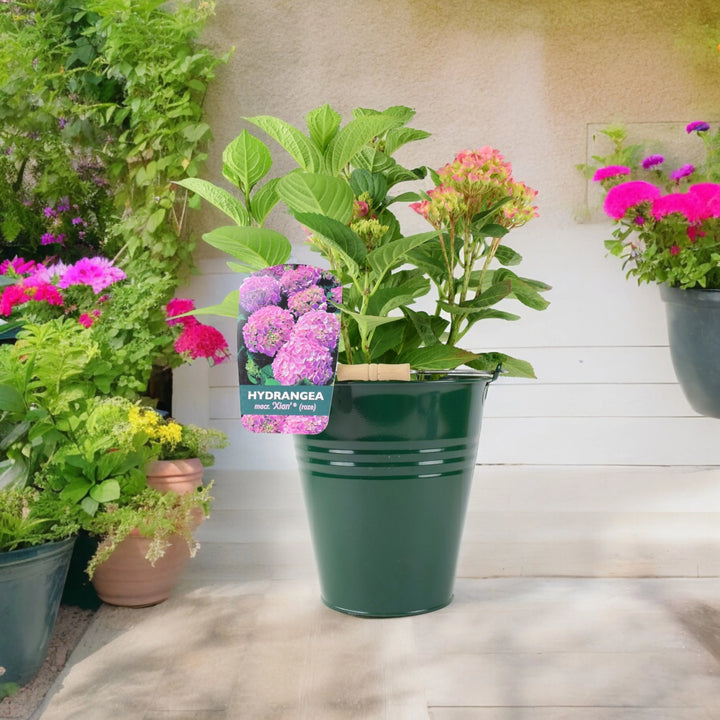 Hydrangea Macrophylla Pink