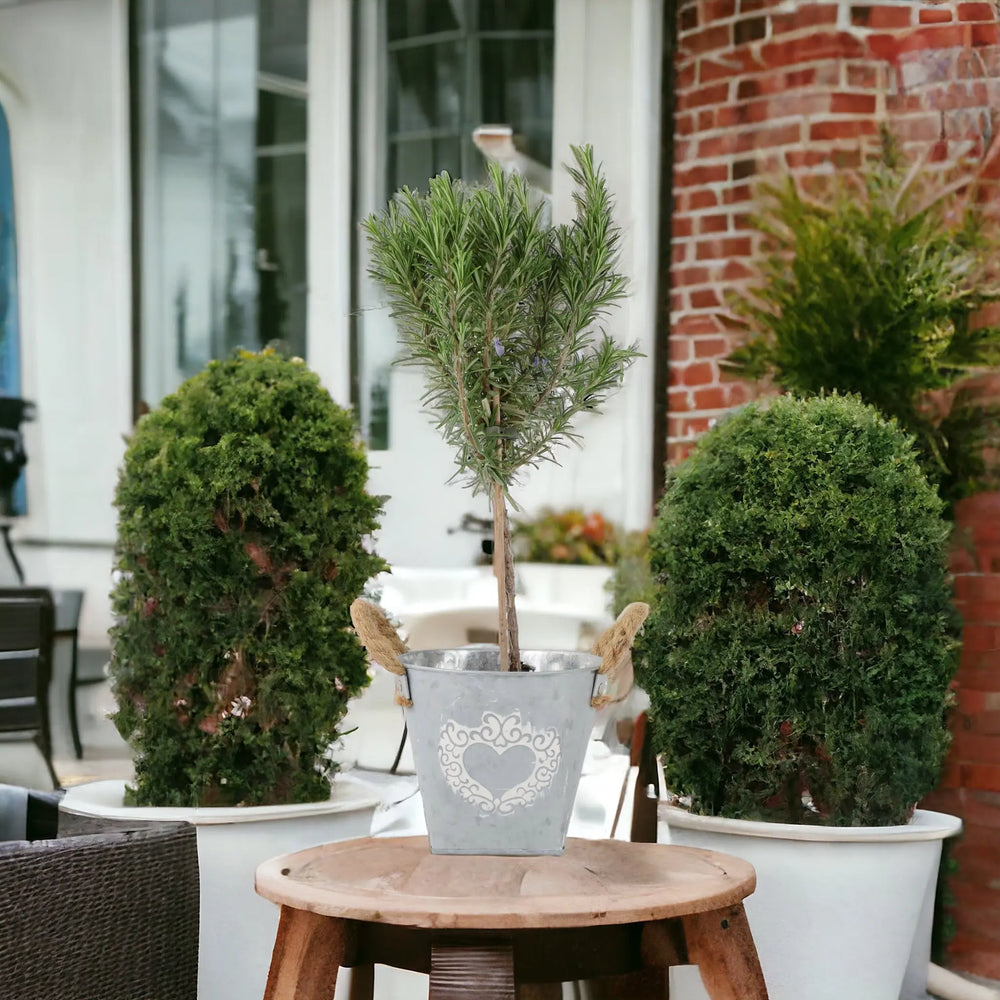 Rosemary Tree 45cm