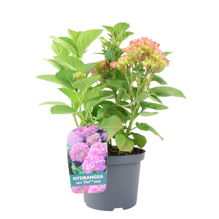 Hydrangea Macrophylla Pink