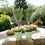 Pair Of Rosemary Trees No Container