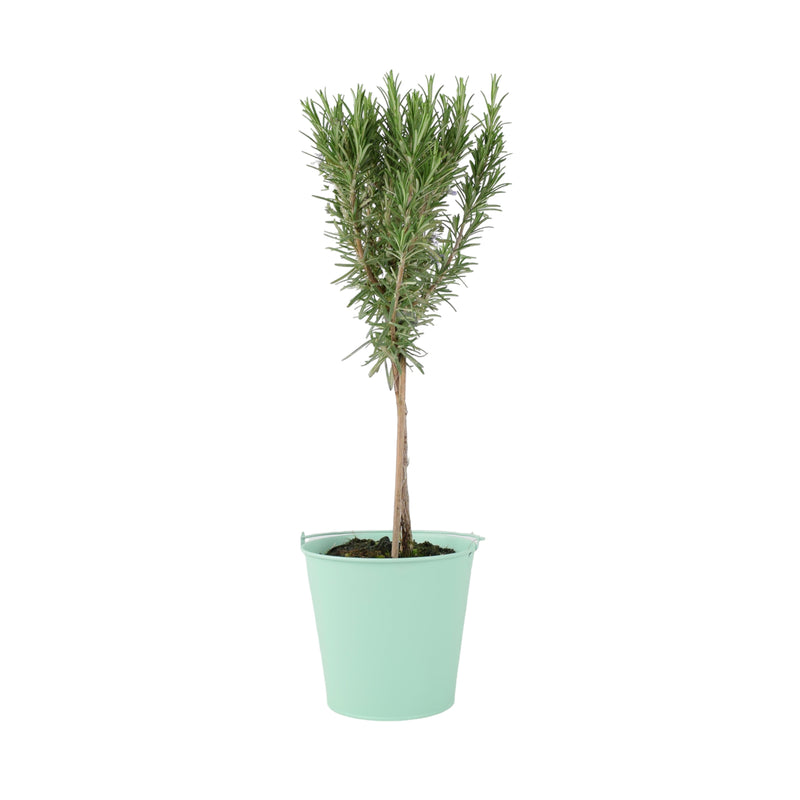 Rosemary Tree 45cm