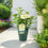 Metal Dark Green Pail