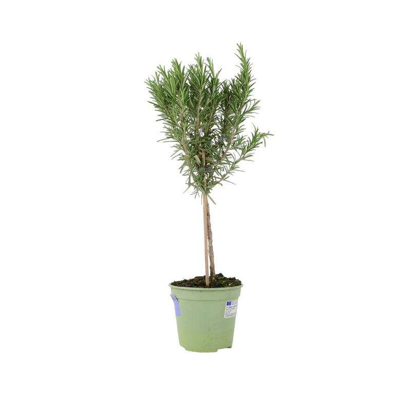 Rosemary Tree 45cm
