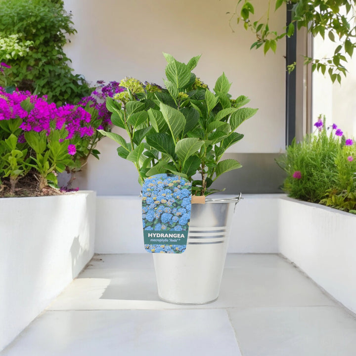 Hydrangea Macrophylla Blue