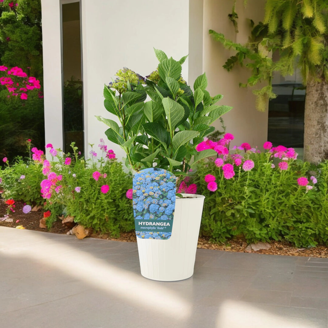 Hydrangea Macrophylla Blue Plants By Post