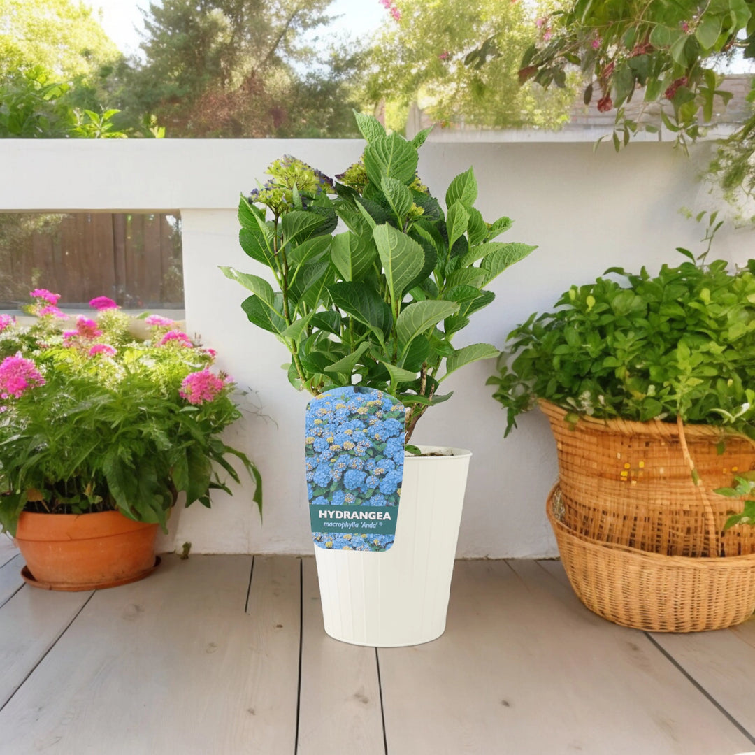 Hydrangea Macrophylla Blue