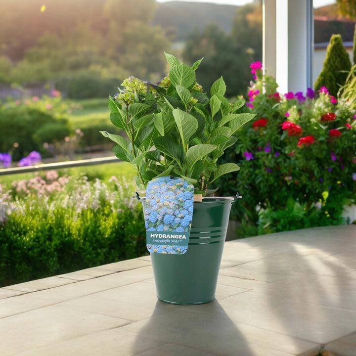 Hydrangea Macrophylla Blue