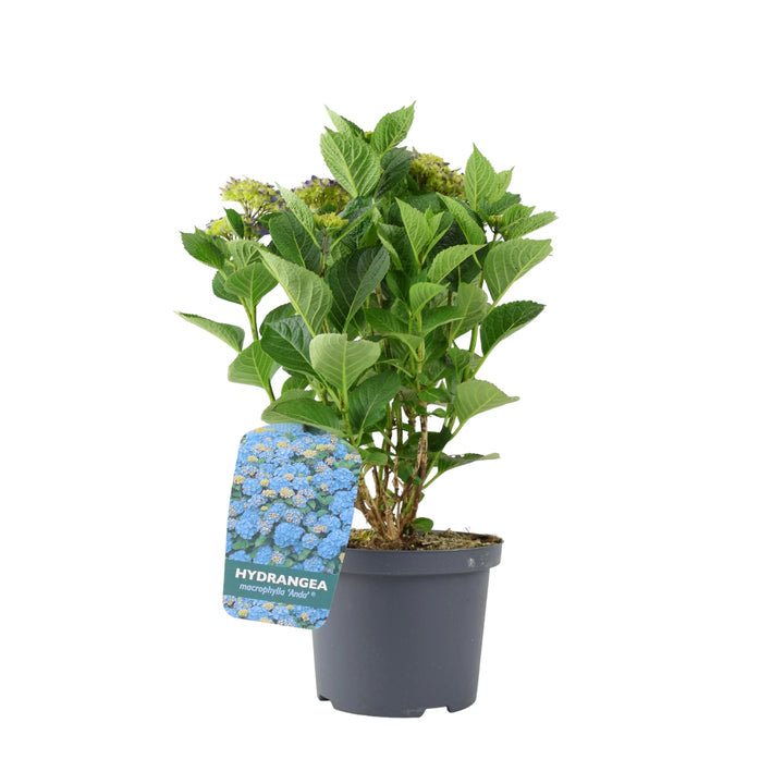 Hydrangea Macrophylla Blue