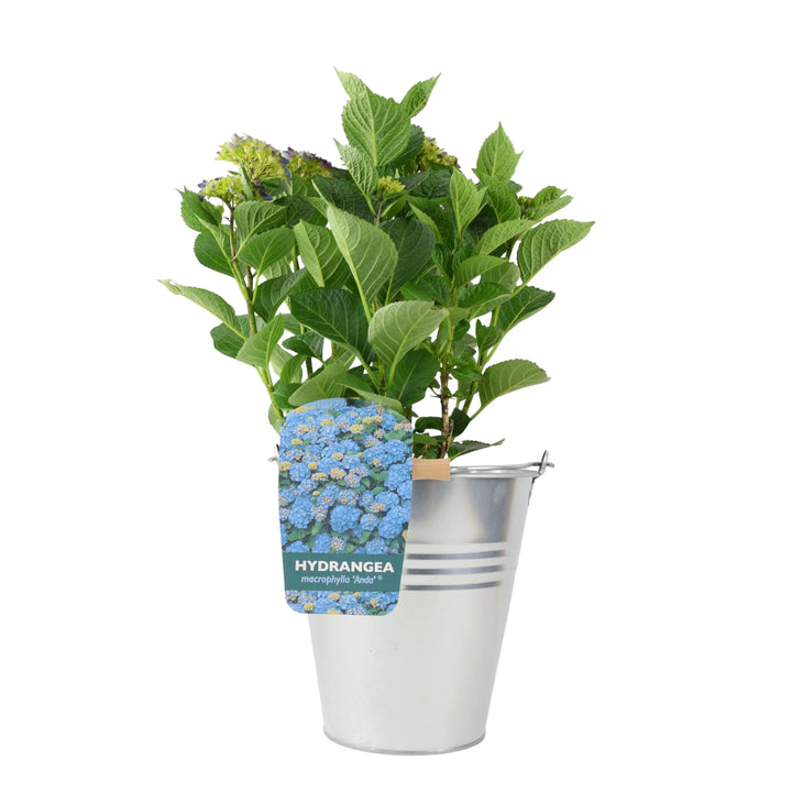 Hydrangea Macrophylla Blue