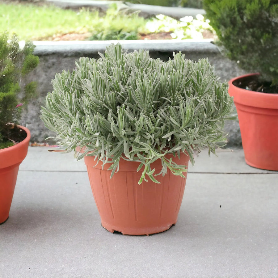 5l pot plant Lavender 5L in Patio Ready Pot