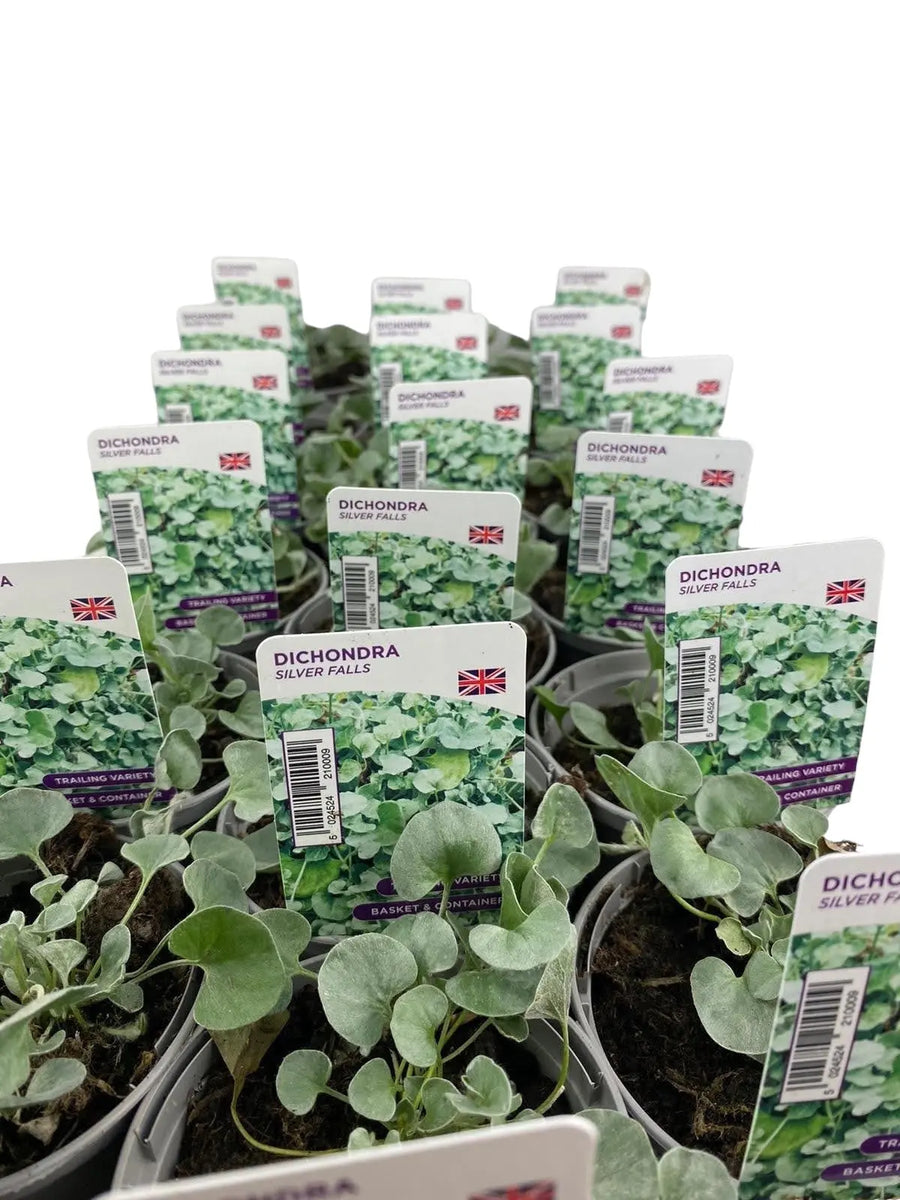 Dichondra Silver Falls 9cm In Recyclable Pots x 3 Plants plants by post