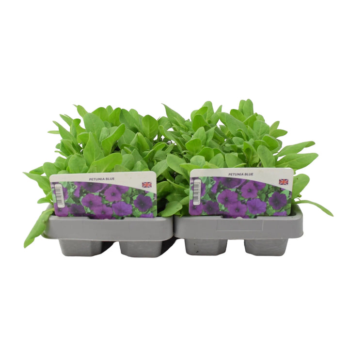 Petunia Blue 6 Pack x 2 (12 Plants) plants by post