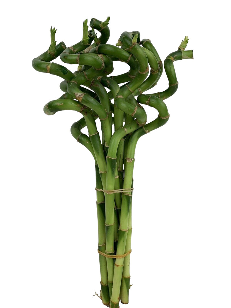 Lucky Bamboo 10 Spiral Stems 30cm Tall