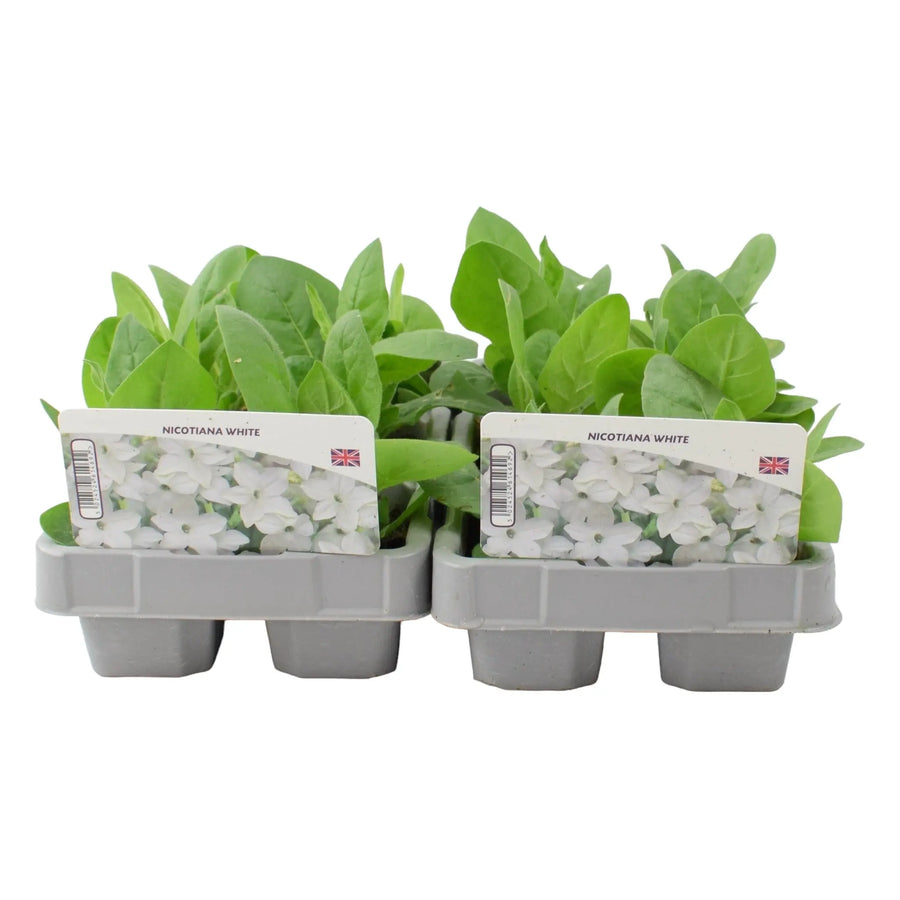 Nicotiana White 6 Pack x 2 (12 Plants) plants by post