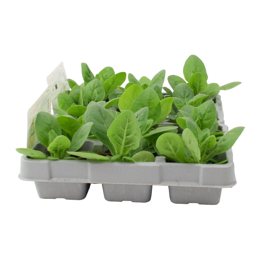 Nicotiana White 6 Pack x 2 (12 Plants) plants by post