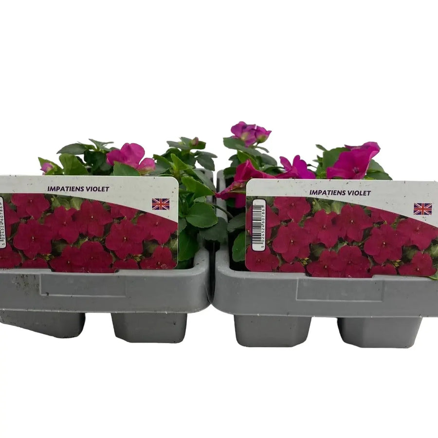 Impatiens Violet 6 Pack x 2 (12 Plants) plants by post