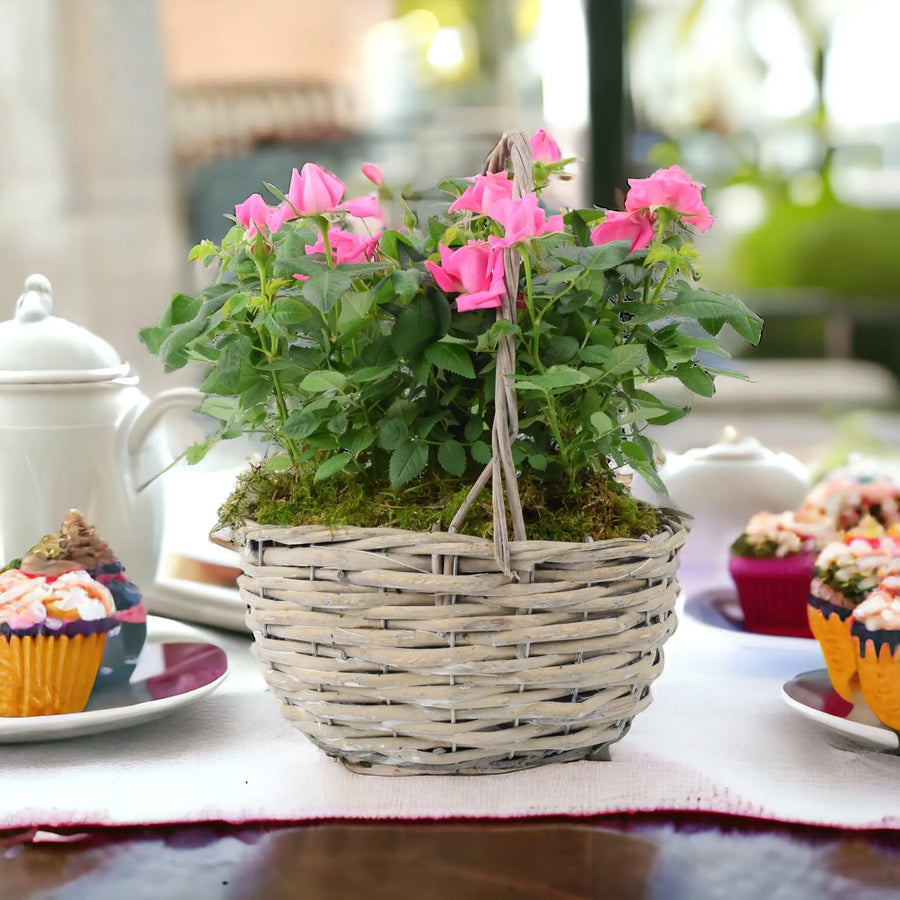 Mothers Day Rose Planted Basket