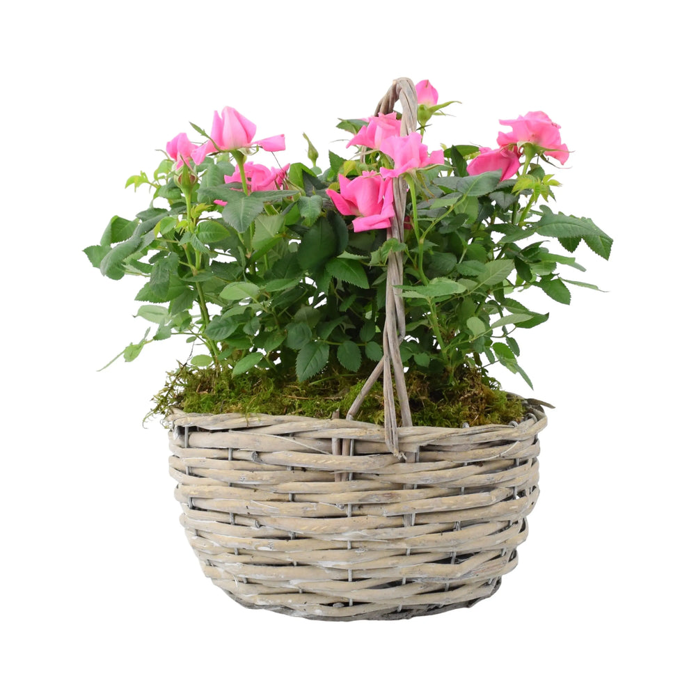 Mothers Day Rose Planted Basket