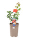 Nursery Pot