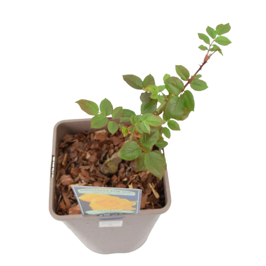 Rose Especially for You - Plants By Post
