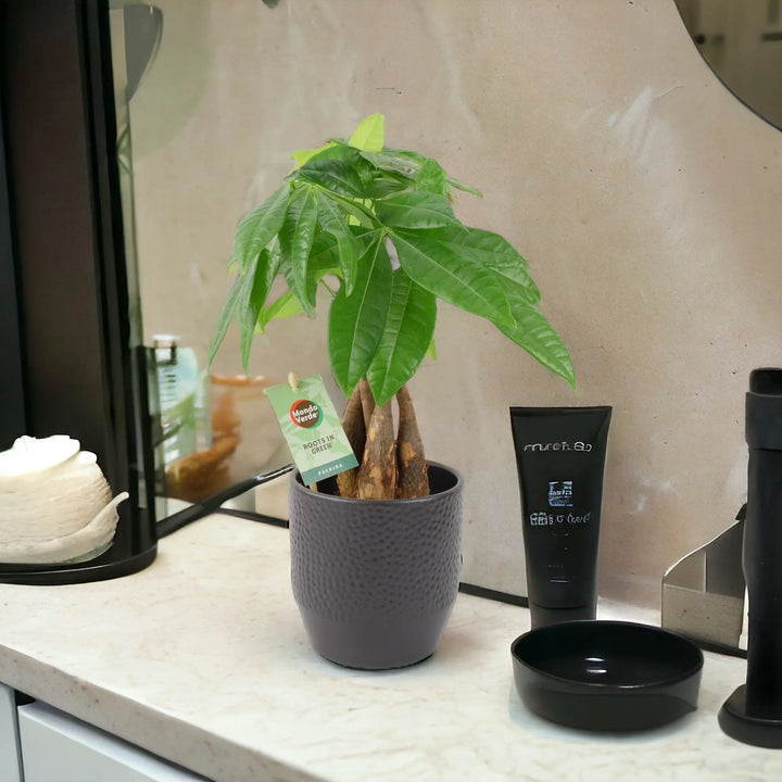 money tree plant uk Pachira Money Tree 12cm